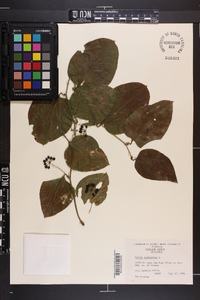 Smilax tamnoides image