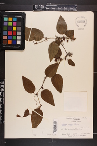 Smilax walteri image