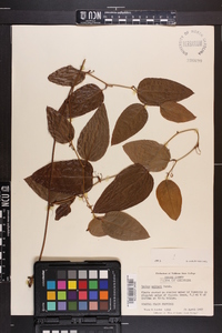 Smilax walteri image