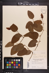 Smilax walteri image