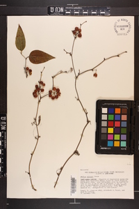 Smilax walteri image