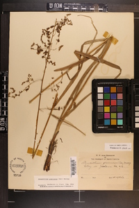 Stenanthium gramineum var. gramineum image