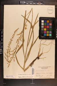 Stenanthium gramineum var. gramineum image