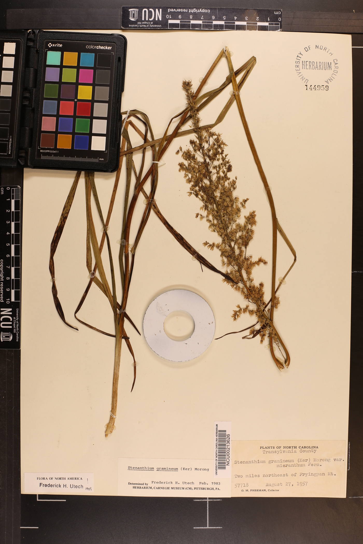 Stenanthium gramineum var. gramineum image