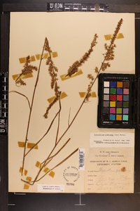 Stenanthium gramineum image