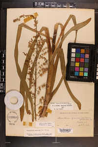 Stenanthium gramineum image