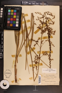 Stenanthium gramineum var. gramineum image