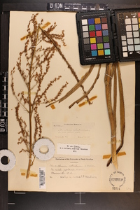 Stenanthium gramineum image