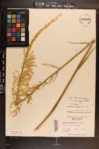 Stenanthium gramineum image