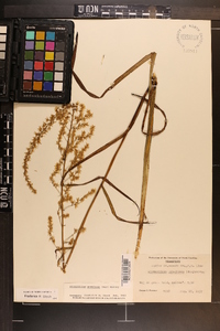 Stenanthium gramineum image