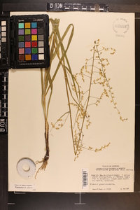 Stenanthium gramineum image