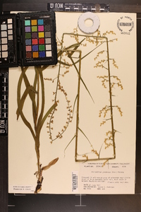 Stenanthium gramineum var. gramineum image