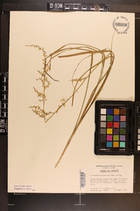 Stenanthium gramineum image