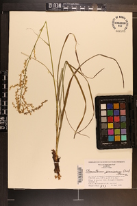 Stenanthium gramineum image