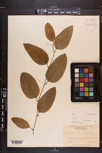 Smilax walteri image