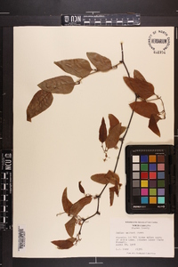 Smilax walteri image