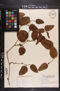 Smilax walteri image