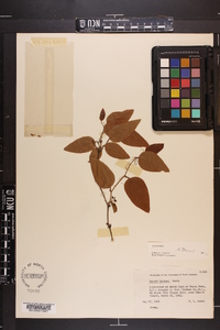 Smilax walteri image