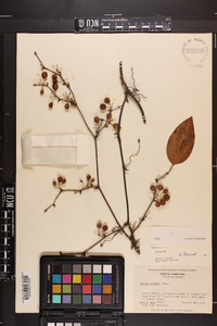 Smilax walteri image