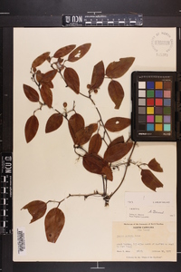 Smilax walteri image