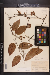 Smilax walteri image