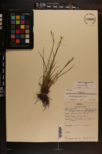 Sisyrinchium nashii image