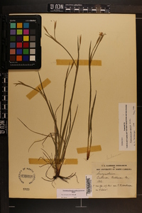 Sisyrinchium nashii image