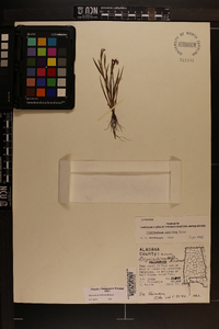 Sisyrinchium rosulatum image