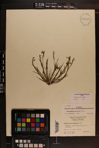 Sisyrinchium rosulatum image