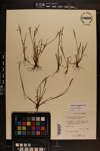 Sisyrinchium rosulatum image