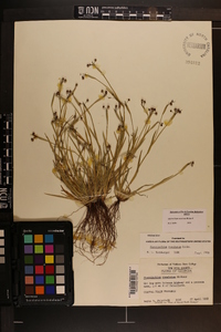 Sisyrinchium rosulatum image