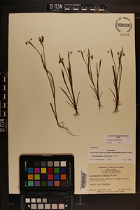 Sisyrinchium rosulatum image