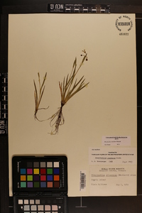 Sisyrinchium rosulatum image