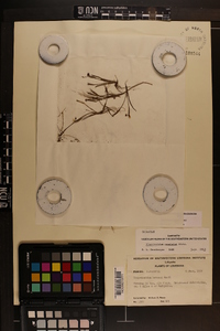 Sisyrinchium rosulatum image