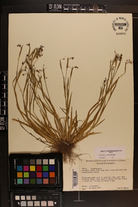 Sisyrinchium rosulatum image