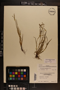 Sisyrinchium rosulatum image