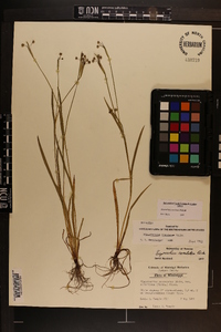 Sisyrinchium rosulatum image