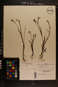 Sisyrinchium rosulatum image