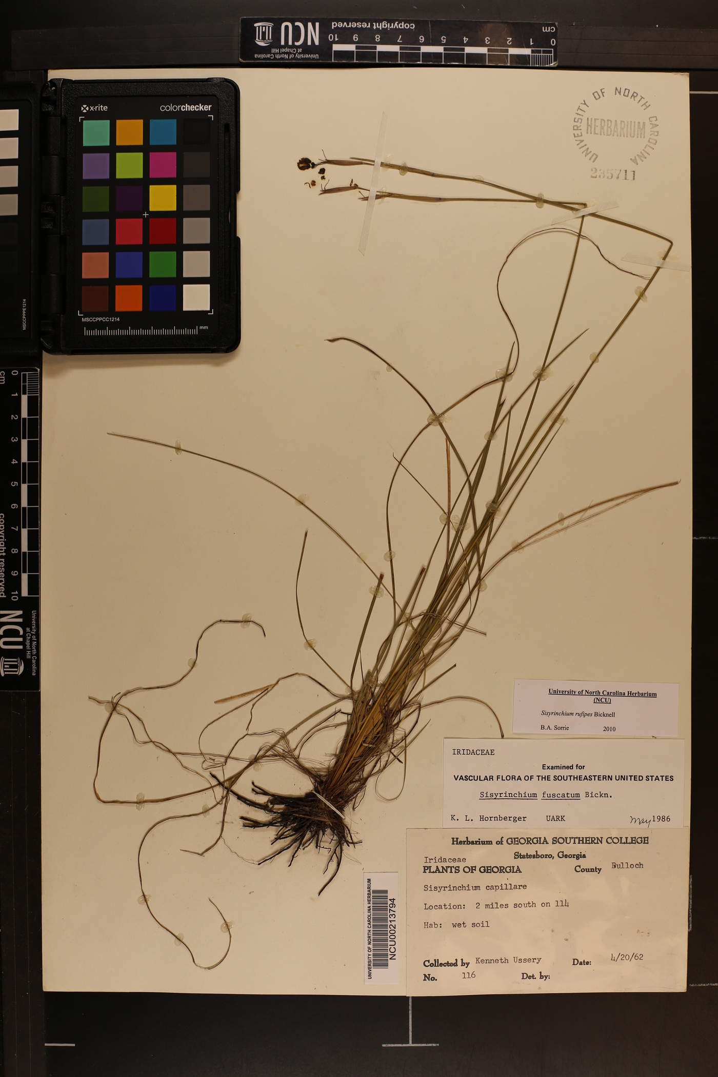 Sisyrinchium rufipes image