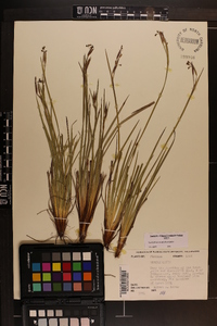 Sisyrinchium xerophyllum image