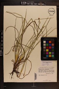 Sisyrinchium xerophyllum image