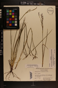 Sisyrinchium ensigerum image