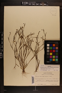 Sisyrinchium minus image