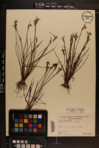 Sisyrinchium sagittiferum image