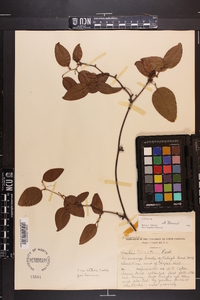 Smilax walteri image