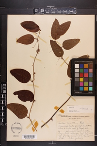 Smilax walteri image