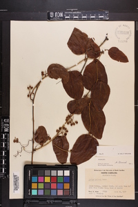 Smilax walteri image