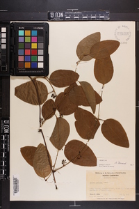 Smilax walteri image