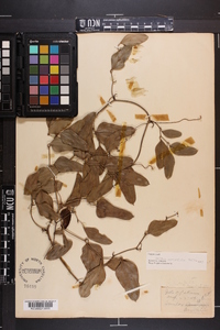 Smilax auriculata image