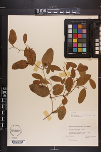 Smilax auriculata image